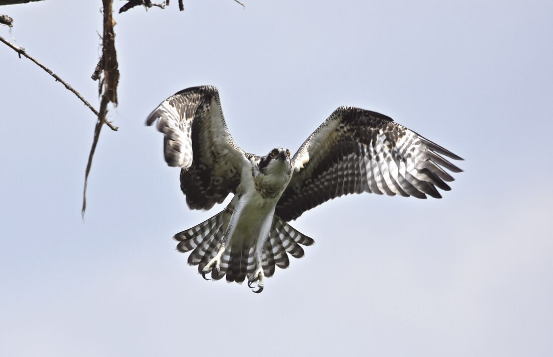 Osprey young (copy)